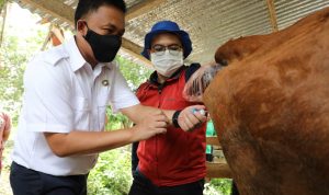 Bupati Bantaeng Tinjau Ternak Sapi Hasil Inseminasi Buatan