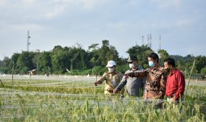 Menuju Pertanian Modern, Gubernur Tinjau Sawah Namang