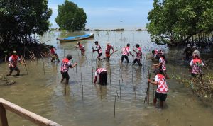 Peduli Lingkungan, Amure Anggota Komisi X DPR RI Tanam 10 Ribu Mangrove di Pantai Kuri Caddi Maros