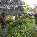 Anggota Satgas TMMD 110 Belajar Budidaya Tanaman Mangrove