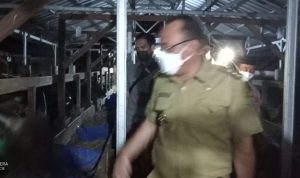 Walikota dan Wakil Walikota Cilegon Mengadakan Kunjungan Peternakan Sapi, Kambing