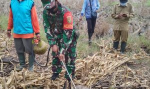 Peduli Petani, Babinsa Bersama Forkopimcam Gropyokan Tikus