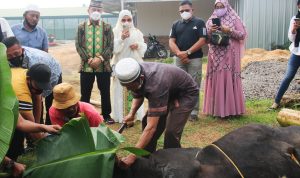 Kodim 0429/Lamtim Sembelih 2 Ekor Hewan Kurban Idul Adha 1442 H