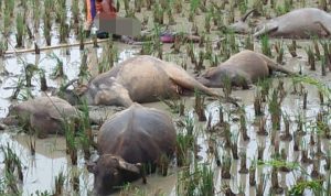 Diduga Tersengat Listrik, Pengembala di Lebak Tewas bersama Lima Ekor Kerbaunya