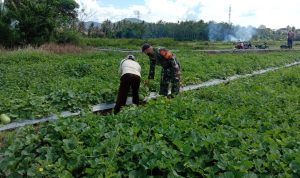 Anggota Koramil 2304/Anyar Bintahwil Perawatan Tanaman