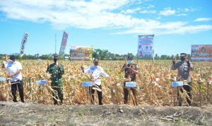 Bersama Kementan RI, Bupati Jeneponto Panen Raya Jagung Nusantara Secara Virtual