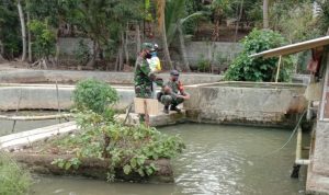 Anggota Koramil 2304/Anyar Giat Bintahwil Pendampingan Perawatan Ikan Lele