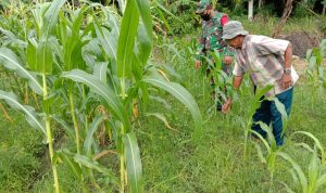 Anggota Koramil 2304/Anyar Giat Bintahwil Pendampingan Perawatan Tanaman Jagung