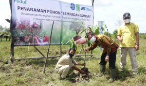 Gandeng Bangka Flora Society, PLN UIW Babel Tanam 2.000 Pohon di Sempadan Sungai Upang