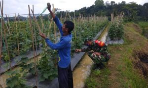 Babinsa Koramil 2306/Mancak Giat Bintahwil Pemeliharaan Mentimun