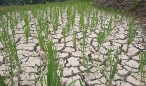 Ketua Apdesi Bayah Desak PT. Cemindo Gemilang Ganti Rugi Petani Bayah Timur, Ini Alasannya !