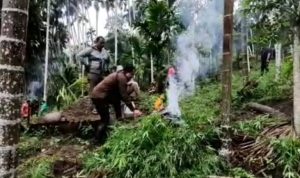 6,28 Hektar Kebun Ganja di Aceh Utara Berhasil Diungkap