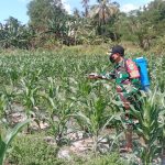 Anggota Koramil 2307/Ciwandan Giat Karbak Penyemprotan Pupuk Tanaman