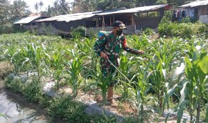 Anggota Koramil 2307/Ciwandan Giat Karbak Penyemprotan Pupuk Tanaman