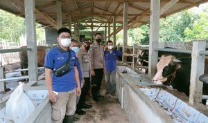 Waspada Wabah PMK, Polsek Way Bungur Adakan Sosialisasi pada Pemilik Ternak