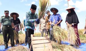 Panen Raya di Bantaeng, 264 Hektare Lahan Pertanian Semakin Produktif