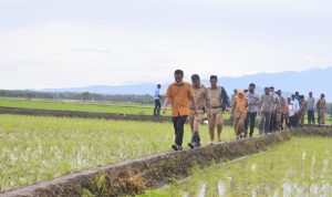 Gubernur Andi Sudirman Tinjau Sawah yang Tanam ‘Mandiri Benih’ di Lahan Pertanian Warga di Bulukumba