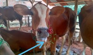 Dikabarkan 13 Sapi 5 Kambing di Metro Selatan Diduga Terindikasi PMK