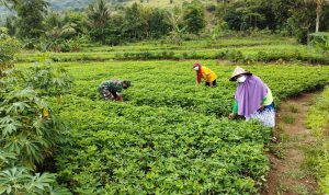 Babinsa Koramil 2302/Bojonegara Bintahwil Pendampingan Han Pangan Kacang Tanah