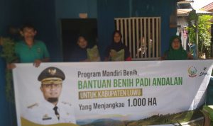 1000 Hektar Lahan di Luwu Dapat Bantuan Benih Andalan ‘Mandiri Benih