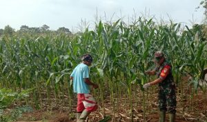 Babinsa Koramil 2306/Mancak Bintahwil Giat Pemeliharaan Tanaman Jagung