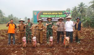 Wujudkan Ketahanan Pangan, Kodim 0429/Lamtim Tanami Jagung Lahan Tidur Seluas 16 Hektar