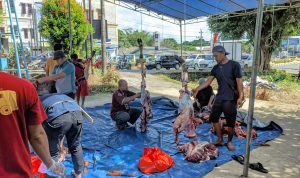 Moment Idul Adha PWI dan JMSI Berkalaborasi Lakukan Pemotongan Qurban