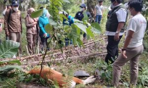 Virus Jembrana Penyebab Matinya Sapi di Desa Makmur Jaya