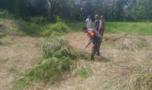 Babinsa Koramil 2302/Bojonegara Giat Karbak Pembersihan Pemotongan Rumput