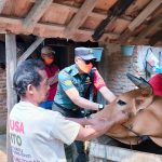 Cegah Penyebaran PMK, Babinsa dan Bhabinkamtibmas Dampingi Pemberian Vitamin Hewan Ternak