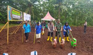 Manfaatkan Lahan Tidur, Koramil Labuhan Maringgai Tanam Jagung