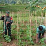 Babinsa Koramil 2306/Mancak, Giat Bintahwil Pemeliharaan Tanaman Mentimun