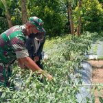 Babinsa Koramil 2304/Anyar, Bintahwil Giat Pendampingan Perawatan Tanaman