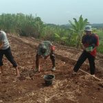 Babinsa Koramil 2306/Mancak, Giat Bintahwil Han Pangan Penanaman  Jagung Ketan