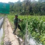 Babinsa Koramil 2305/Cinangka, Bintahwil Giat Pendampingan Poktani