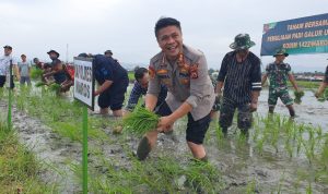 Turun Kesawah Bareng Bupati,Kapolres Maros Apresiasi Program Padi Galur Unggulan Kodim 1422 Maros