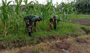 Babinsa Koramil 2304/Anyar, Giat Bintahwil Perawatan Tanaman Jagung