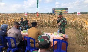 Forkopimcam Hadiri Panen Raya Jagung Koramil 11/Sekampung