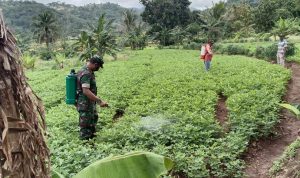 Babinsa Koramil 2302/Bojonegara, Bintahwil Monitoring Vaksi Hewan Ternak