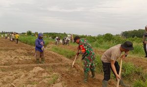 Sinergi Babinsa Dan Bhabinkamtibmas Gotong-royong Bersama Masyarakat