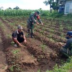 Babinsa Koramil 2304/Anyar Giat Bintahwil Pendampingan Tanaman Cabe