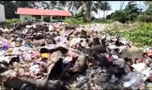 Akibat Tumpukan Sampah Kantor Kelurahan Baras, Menjadi Tempat Bersarangnya Serangga dan Tikus