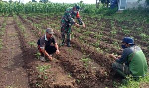 Babinsa Koramil 2304/Anyar Giat Bintahwil Pendampingan Tanaman Cabe