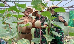 Ketahanan Pangan Koramil 2301/Cilegon Melaksanakan Panen Raya Buah Melon