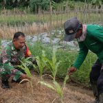 Babinsa Koramil 2305/Cinangka, Bintahwil Pendampingan Kelompok Tani