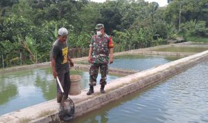 Babinsa Koramil 2304/Anyar Giat Bintahwil Budidaya Ikan Mas