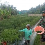 Babinsa Koramil 2305/Cinangka, Bintahwil Pendampingan Kelompok Tani