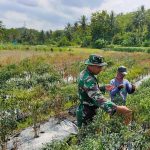 Babinsa Koramil 2305/Cinangka, Bintahwil Pendampingan Kelompok Tani