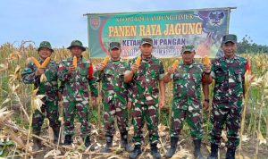 Koramil Purbolinggo Kembali Panen Raya Jagung Program Ketahanan Pangan