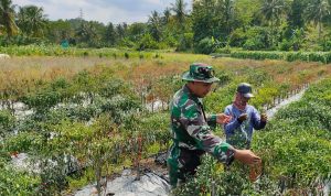 Babinsa Koramil 2305/Cinangka, Bintahwil Pendampingan Kelompok Tani